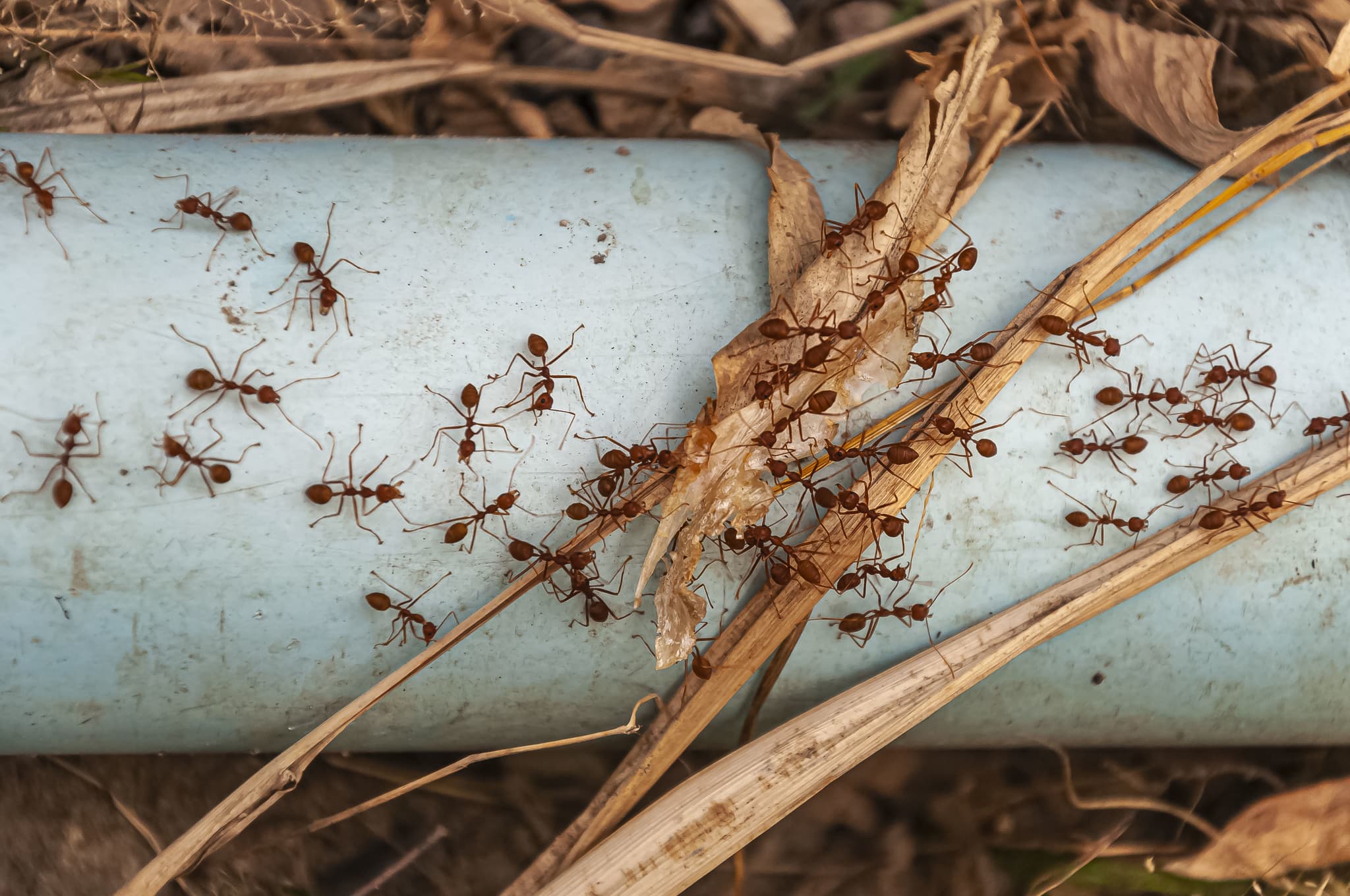 Ant control strategy for interior trails
