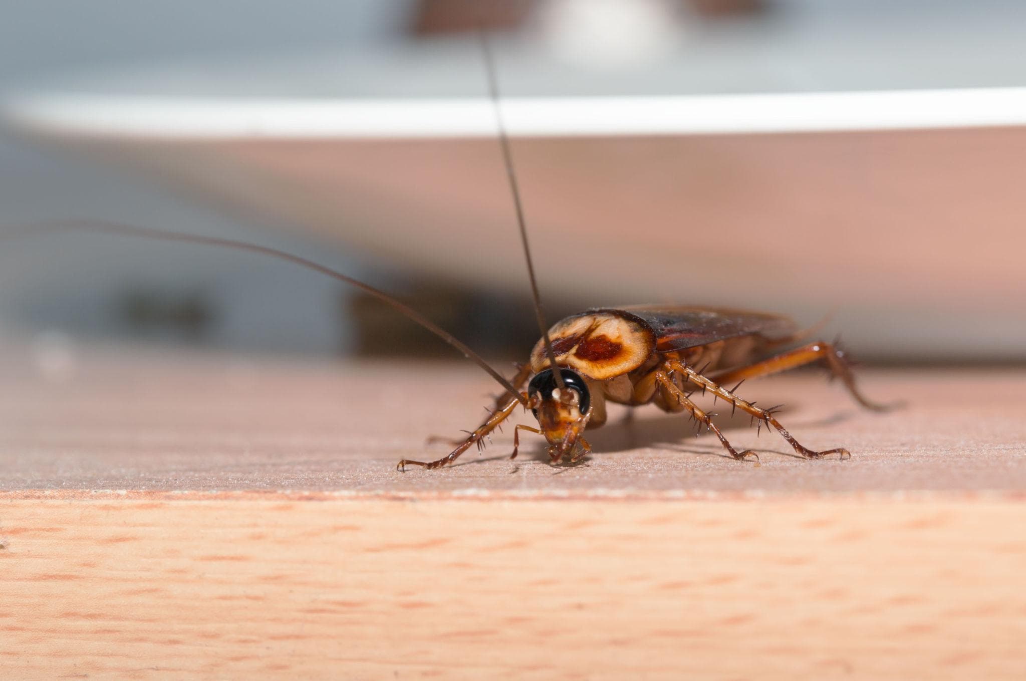 Cockroach infestation in kitchen cabinets