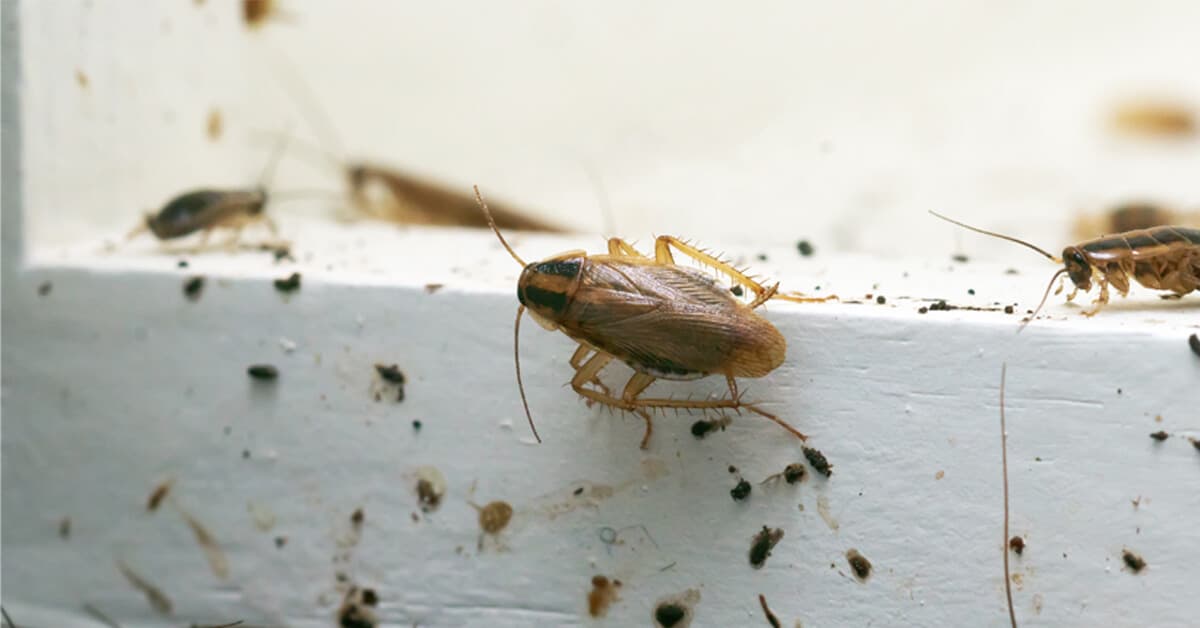 Cockroach on cabinet near food prep area