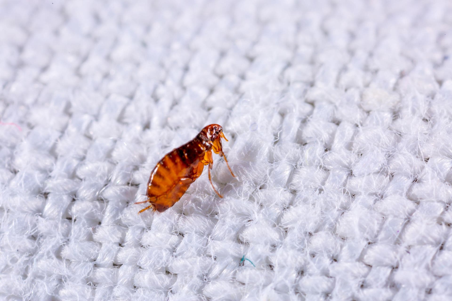 Flea presence in bedding fabric