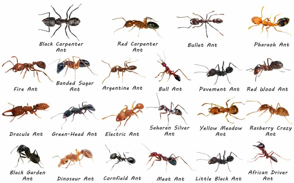 Types-of-Ants2-pespro
