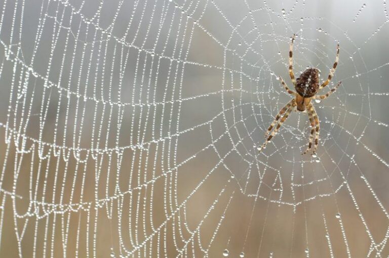 Spider-Webs